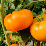 'Peaches and Cream' Tomato Seeds - Heirloom, Low-Acid, Bright Orange Beefsteak Fruits