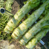 Heat-Resistant No.1 Stem Lettuce Seeds - Early-Maturing, High-Yield, Non-Bolting, Short Cycle