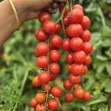 Minusinsk Red Cherry Tomato Seeds - Heirloom Variety, Early Maturing & High-Yielding, Summer-Tolerant