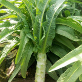 'Keguang No.1' Stem Lettuce Seeds - Heat Tolerant, High Yield