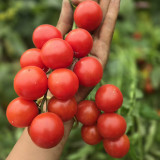 Minusinsk Red Cherry Tomato Seeds - Heirloom Variety, Early Maturing & High-Yielding, Summer-Tolerant