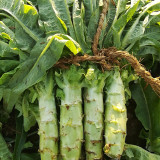 Double-tip Stem Lettuce Seeds - Heat & Cold Tolerant, Slow-Bolting, High-Yield for Reliable Harvests