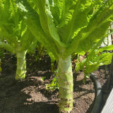 Jade Stem Lettuce Seeds - Produces Crisp, Fragrant Stems, Heat-Tolerant, Fast-Growing Variety 