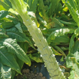 Double-tip Stem Lettuce Seeds - Heat & Cold Tolerant, Slow-Bolting, High-Yield for Reliable Harvests