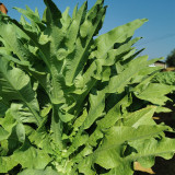 Double-tip Stem Lettuce Seeds - Heat & Cold Tolerant, Slow-Bolting, High-Yield for Reliable Harvests