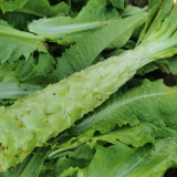 Double-tip Stem Lettuce Seeds - Heat & Cold Tolerant, Slow-Bolting, High-Yield for Reliable Harvests