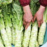 Heat-Resistant No.1 Stem Lettuce Seeds - Early-Maturing, High-Yield, Non-Bolting, Short Cycle