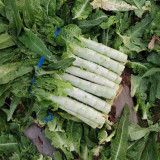 'Keguang No.1' Stem Lettuce Seeds - Heat Tolerant, High Yield