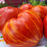 'Dwarf Stone Creek Heart' Tomato Seeds - Compact, Scarlet & Gold Striped Hearts