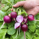 Purple Cherry Radish Seeds - Sweet Crisp White Flesh, Thin Skin Thick Flesh, Early Maturing High Yield Variety