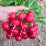 'Ailuo' Cherry Radish Seeds - Fast-Growing, Stable Yield, Heat Tolerance & Disease Resistance