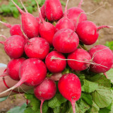 'Ailuo' Cherry Radish Seeds - Fast-Growing, Stable Yield, Heat Tolerance & Disease Resistance