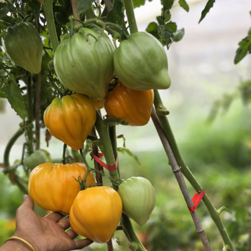 'Lyuba's Heart' Tomato Seeds - Prolific, Rich & Super-Sweet, Easy to Grow