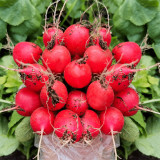 Akahimaru Radish Seeds - Smooth Skin, Uniform Shape, Round, Deep Red, Crack Resistant & Non-Hollow