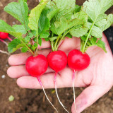 Akahimaru Radish Seeds - Smooth Skin, Uniform Shape, Round, Deep Red, Crack Resistant & Non-Hollow