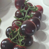 'Fairy Tale Sparkle' Tomato Seeds - Deep Black Red Exterior with Sweet Juicy Flavor for Garden