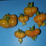 Dean's Chickie Cherry Tomato Seeds- Sweet Flavor with Ultra-Thin Skin for Garden & Fresh Eating