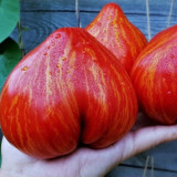 'Dwarf Stone Creek Heart' Tomato Seeds - Compact, Scarlet & Gold Striped Hearts