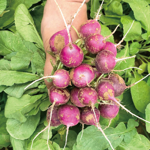 Purple Cherry Radish Seeds - Sweet Crisp White Flesh, Thin Skin Thick Flesh, Early Maturing High Yield Variety