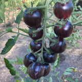 'Fairy Tale Sparkle' Tomato Seeds - Deep Black Red Exterior with Sweet Juicy Flavor for Garden