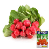 Akahimaru Radish Seeds - Smooth Skin, Uniform Shape, Round, Deep Red, Crack Resistant & Non-Hollow