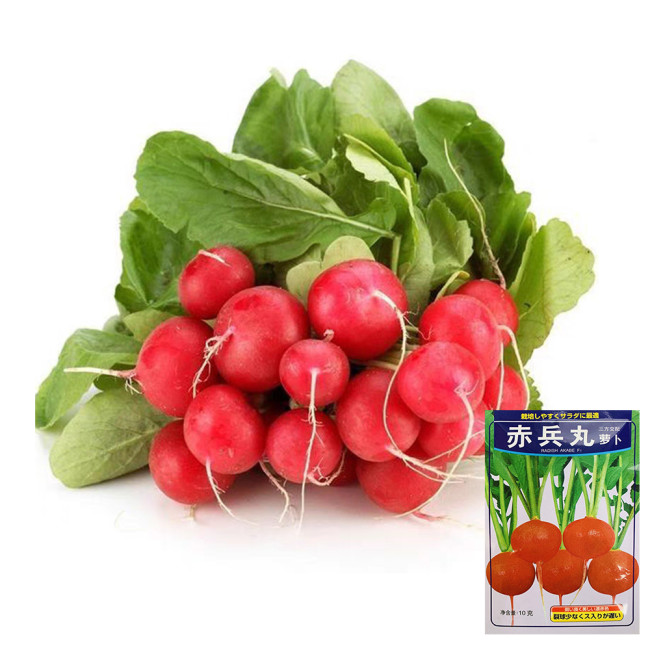 Akahimaru Radish Seeds - Smooth Skin, Uniform Shape, Round, Deep Red, Crack Resistant & Non-Hollow