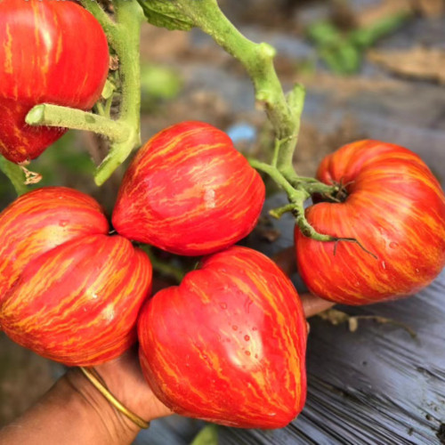 'Dwarf Stone Creek Heart' Tomato Seeds - Compact, Scarlet & Gold Striped Hearts