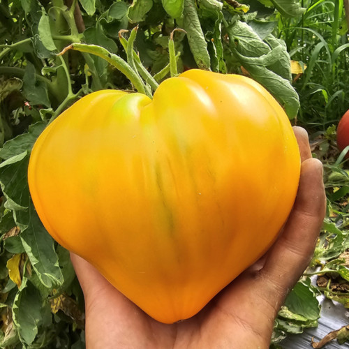 'Lyuba's Heart' Tomato Seeds - Prolific, Rich & Super-Sweet, Easy to Grow