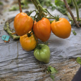 'Lyuba's Heart' Tomato Seeds - Prolific, Rich & Super-Sweet, Easy to Grow