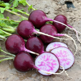 Purple Cherry Radish Seeds - Sweet Crisp White Flesh, Thin Skin Thick Flesh, Early Maturing High Yield Variety