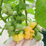 Dean's Chickie Cherry Tomato Seeds- Sweet Flavor with Ultra-Thin Skin for Garden & Fresh Eating