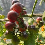 'Fairy Tale Sparkle' Tomato Seeds - Deep Black Red Exterior with Sweet Juicy Flavor for Garden