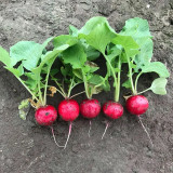 Akahimaru Radish Seeds - Smooth Skin, Uniform Shape, Round, Deep Red, Crack Resistant & Non-Hollow