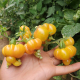 Dean's Chickie Cherry Tomato Seeds- Sweet Flavor with Ultra-Thin Skin for Garden & Fresh Eating