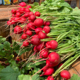 'Ailuo' Cherry Radish Seeds - Fast-Growing, Stable Yield, Heat Tolerance & Disease Resistance