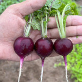 Purple Cherry Radish Seeds - Sweet Crisp White Flesh, Thin Skin Thick Flesh, Early Maturing High Yield Variety