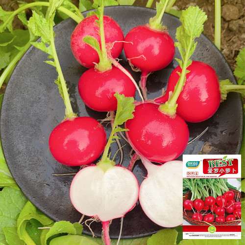 'Ailuo' Cherry Radish Seeds - Fast-Growing, Stable Yield, Heat Tolerance & Disease Resistance