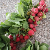 'Ailuo' Cherry Radish Seeds - Fast-Growing, Stable Yield, Heat Tolerance & Disease Resistance
