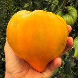 'Lyuba's Heart' Tomato Seeds - Prolific, Rich & Super-Sweet, Easy to Grow