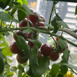 'Fairy Tale Sparkle' Tomato Seeds - Deep Black Red Exterior with Sweet Juicy Flavor for Garden