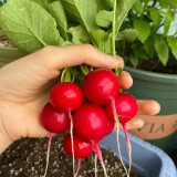 'Ailuo' Cherry Radish Seeds - Fast-Growing, Stable Yield, Heat Tolerance & Disease Resistance