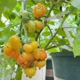 Dean's Chickie Cherry Tomato Seeds- Sweet Flavor with Ultra-Thin Skin for Garden & Fresh Eating