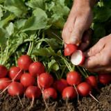Akahimaru Radish Seeds - Smooth Skin, Uniform Shape, Round, Deep Red, Crack Resistant & Non-Hollow