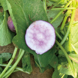 Purple Cherry Radish Seeds - Sweet Crisp White Flesh, Thin Skin Thick Flesh, Early Maturing High Yield Variety