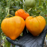 'Lyuba's Heart' Tomato Seeds - Prolific, Rich & Super-Sweet, Easy to Grow