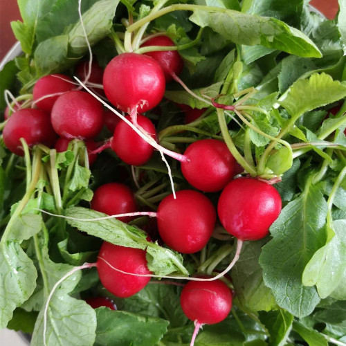 'Ailuo' Cherry Radish Seeds - Fast-Growing, Stable Yield, Heat Tolerance & Disease Resistance