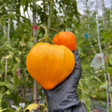 'Lyuba's Heart' Tomato Seeds - Prolific, Rich & Super-Sweet, Easy to Grow