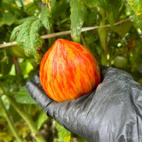 'Dwarf Stone Creek Heart' Tomato Seeds - Compact, Scarlet & Gold Striped Hearts