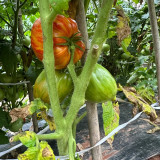 'Dwarf Stone Creek Heart' Tomato Seeds - Compact, Scarlet & Gold Striped Hearts