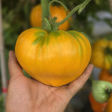 'Lyuba's Heart' Tomato Seeds - Prolific, Rich & Super-Sweet, Easy to Grow